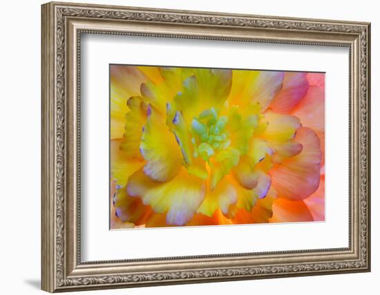 USA, Washington, Seabeck. a Back-Lit, Glowing Begonia Blossom-Jaynes Gallery-Framed Photographic Print