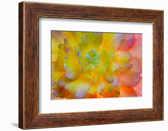 USA, Washington, Seabeck. a Back-Lit, Glowing Begonia Blossom-Jaynes Gallery-Framed Photographic Print