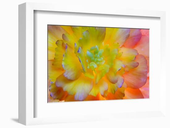 USA, Washington, Seabeck. a Back-Lit, Glowing Begonia Blossom-Jaynes Gallery-Framed Photographic Print