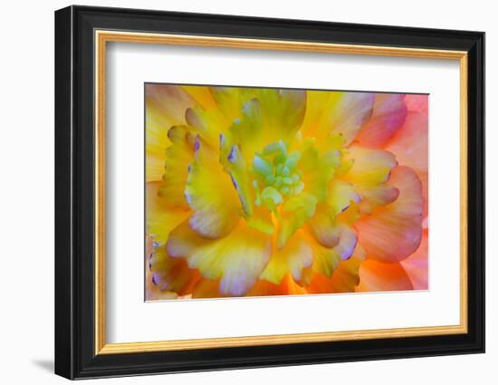 USA, Washington, Seabeck. a Back-Lit, Glowing Begonia Blossom-Jaynes Gallery-Framed Photographic Print