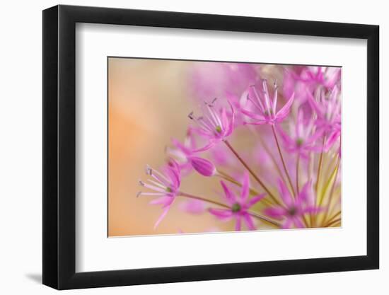 USA, Washington, Seabeck. Close-up of allium blossoms.-Jaynes Gallery-Framed Photographic Print