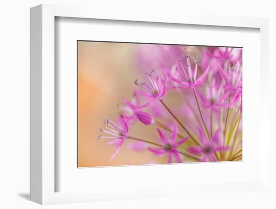 USA, Washington, Seabeck. Close-up of allium blossoms.-Jaynes Gallery-Framed Photographic Print