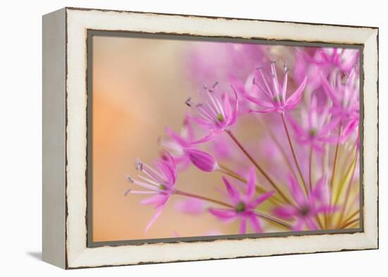 USA, Washington, Seabeck. Close-up of allium blossoms.-Jaynes Gallery-Framed Premier Image Canvas
