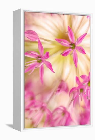 USA, Washington, Seabeck. Close-up of allium blossoms.-Jaynes Gallery-Framed Premier Image Canvas