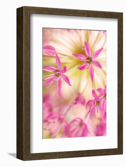 USA, Washington, Seabeck. Close-up of allium blossoms.-Jaynes Gallery-Framed Photographic Print