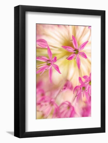 USA, Washington, Seabeck. Close-up of allium blossoms.-Jaynes Gallery-Framed Photographic Print