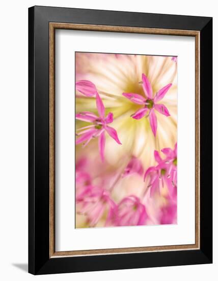 USA, Washington, Seabeck. Close-up of allium blossoms.-Jaynes Gallery-Framed Photographic Print