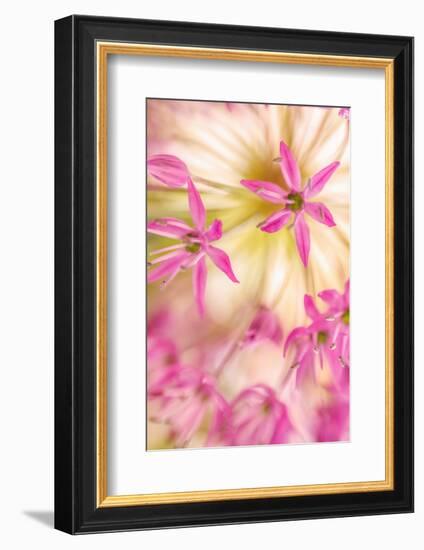 USA, Washington, Seabeck. Close-up of allium blossoms.-Jaynes Gallery-Framed Photographic Print