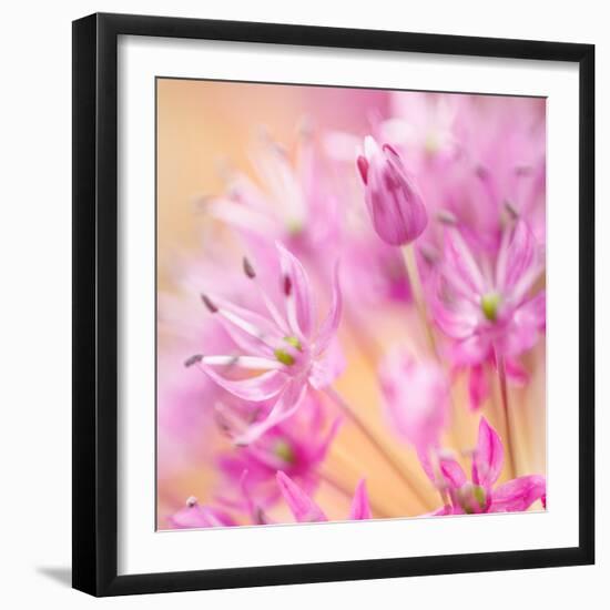 USA, Washington, Seabeck. Close-up of allium blossoms.-Jaynes Gallery-Framed Photographic Print