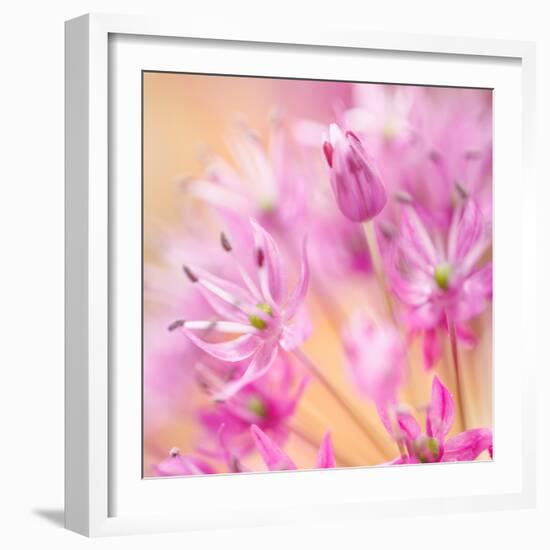 USA, Washington, Seabeck. Close-up of allium blossoms.-Jaynes Gallery-Framed Photographic Print