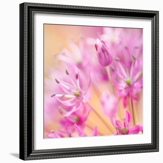 USA, Washington, Seabeck. Close-up of allium blossoms.-Jaynes Gallery-Framed Photographic Print