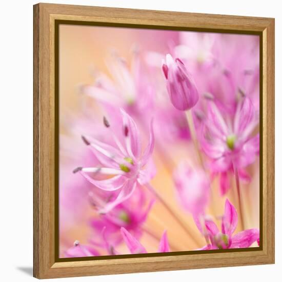 USA, Washington, Seabeck. Close-up of allium blossoms.-Jaynes Gallery-Framed Premier Image Canvas