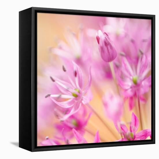 USA, Washington, Seabeck. Close-up of allium blossoms.-Jaynes Gallery-Framed Premier Image Canvas