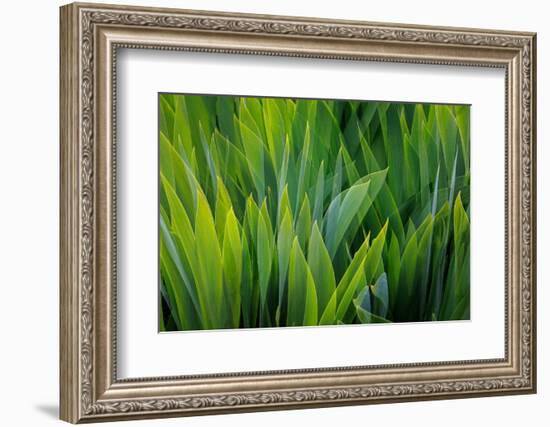 USA, Washington, Seabeck. Composite of iris leaves.-Jaynes Gallery-Framed Photographic Print