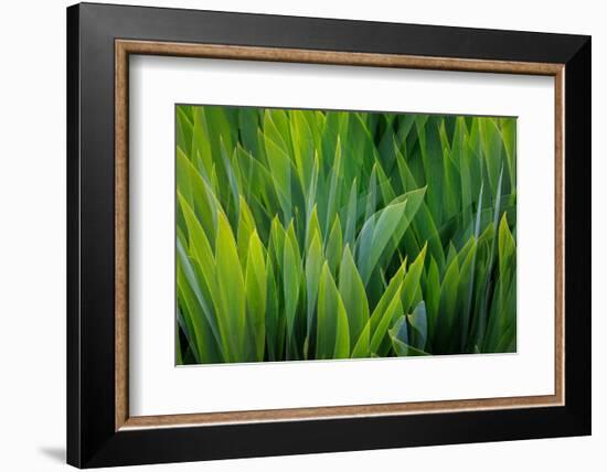 USA, Washington, Seabeck. Composite of iris leaves.-Jaynes Gallery-Framed Photographic Print