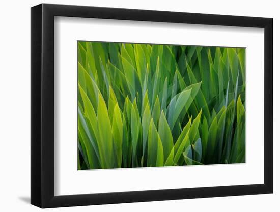 USA, Washington, Seabeck. Composite of iris leaves.-Jaynes Gallery-Framed Photographic Print