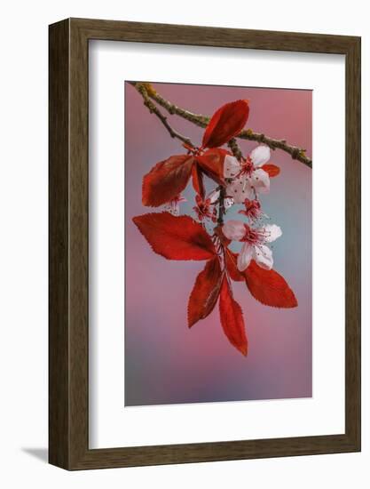 USA, Washington, Seabeck. Flowering plum tree in spring.-Jaynes Gallery-Framed Photographic Print