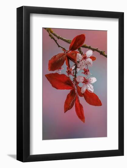 USA, Washington, Seabeck. Flowering plum tree in spring.-Jaynes Gallery-Framed Photographic Print