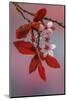 USA, Washington, Seabeck. Flowering plum tree in spring.-Jaynes Gallery-Mounted Photographic Print