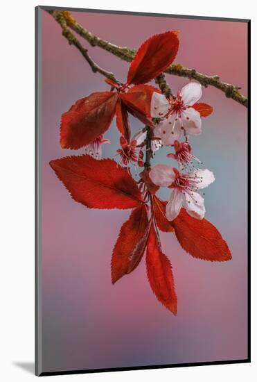 USA, Washington, Seabeck. Flowering plum tree in spring.-Jaynes Gallery-Mounted Photographic Print