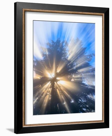 USA, Washington, Seabeck. Morning sun filtering through fog.-Jaynes Gallery-Framed Photographic Print