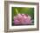 USA, Washington, Seabeck. Pacific Rhododendron flowers close-up.-Jaynes Gallery-Framed Photographic Print