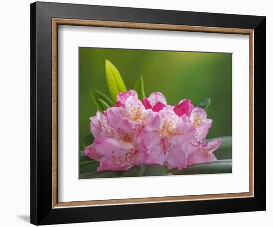 USA, Washington, Seabeck. Pacific Rhododendron flowers close-up.-Jaynes Gallery-Framed Photographic Print