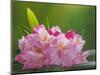 USA, Washington, Seabeck. Pacific Rhododendron flowers close-up.-Jaynes Gallery-Mounted Photographic Print