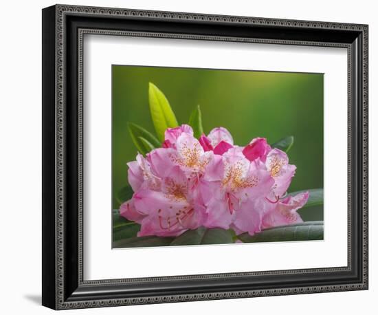 USA, Washington, Seabeck. Pacific Rhododendron flowers close-up.-Jaynes Gallery-Framed Photographic Print