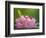 USA, Washington, Seabeck. Pacific Rhododendron flowers close-up.-Jaynes Gallery-Framed Photographic Print