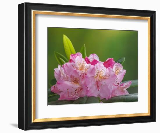 USA, Washington, Seabeck. Pacific Rhododendron flowers close-up.-Jaynes Gallery-Framed Photographic Print