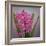 USA, Washington, Seabeck. Pink hyacinth flowers.-Jaynes Gallery-Framed Photographic Print