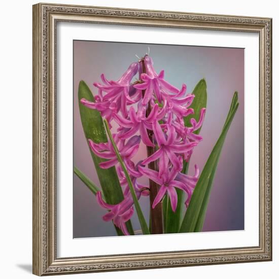 USA, Washington, Seabeck. Pink hyacinth flowers.-Jaynes Gallery-Framed Photographic Print