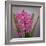 USA, Washington, Seabeck. Pink hyacinth flowers.-Jaynes Gallery-Framed Photographic Print