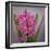 USA, Washington, Seabeck. Pink hyacinth flowers.-Jaynes Gallery-Framed Photographic Print