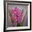 USA, Washington, Seabeck. Pink hyacinth flowers.-Jaynes Gallery-Framed Photographic Print