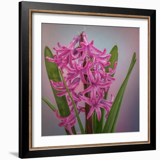 USA, Washington, Seabeck. Pink hyacinth flowers.-Jaynes Gallery-Framed Photographic Print