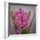 USA, Washington, Seabeck. Pink hyacinth flowers.-Jaynes Gallery-Framed Photographic Print