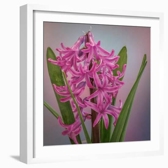 USA, Washington, Seabeck. Pink hyacinth flowers.-Jaynes Gallery-Framed Photographic Print