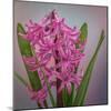 USA, Washington, Seabeck. Pink hyacinth flowers.-Jaynes Gallery-Mounted Photographic Print