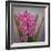 USA, Washington, Seabeck. Pink hyacinth flowers.-Jaynes Gallery-Framed Photographic Print