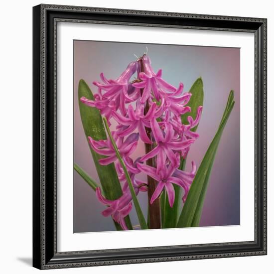 USA, Washington, Seabeck. Pink hyacinth flowers.-Jaynes Gallery-Framed Photographic Print