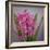 USA, Washington, Seabeck. Pink hyacinth flowers.-Jaynes Gallery-Framed Photographic Print