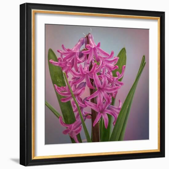 USA, Washington, Seabeck. Pink hyacinth flowers.-Jaynes Gallery-Framed Photographic Print