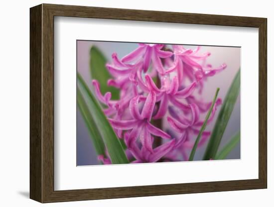 USA, Washington, Seabeck. Pink hyacinth flowers.-Jaynes Gallery-Framed Photographic Print