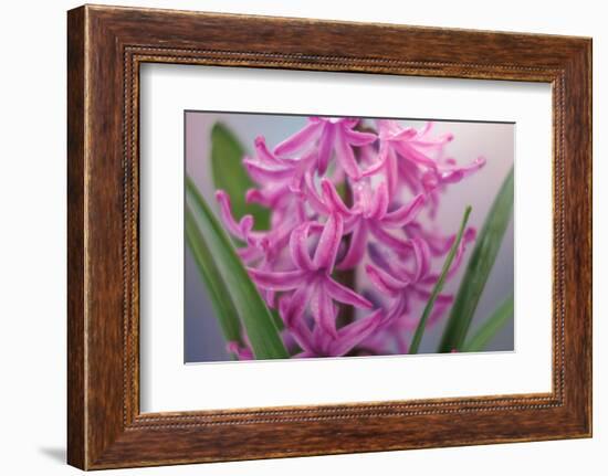 USA, Washington, Seabeck. Pink hyacinth flowers.-Jaynes Gallery-Framed Photographic Print