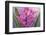 USA, Washington, Seabeck. Pink hyacinth flowers.-Jaynes Gallery-Framed Photographic Print