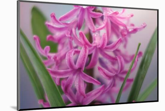 USA, Washington, Seabeck. Pink hyacinth flowers.-Jaynes Gallery-Mounted Photographic Print