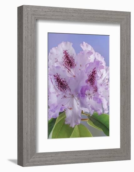 USA, Washington, Seabeck. Rhododendron blossoms close-up.-Jaynes Gallery-Framed Photographic Print