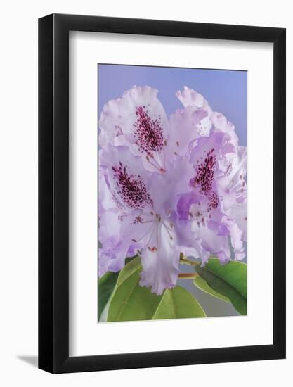 USA, Washington, Seabeck. Rhododendron blossoms close-up.-Jaynes Gallery-Framed Photographic Print